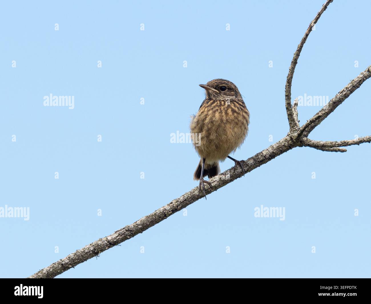 jungrotkehlchen (Erithacus rubecula) im Mai oder späten Frühling, England, Vereinigtes Königreich Stockfoto