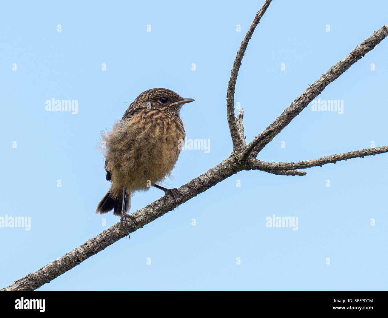 jungrotkehlchen (Erithacus rubecula) im Mai oder späten Frühling, England, Vereinigtes Königreich Stockfoto