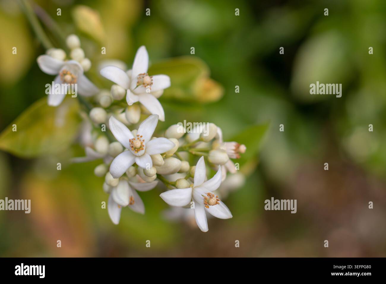 Nahaufnahme von Orangenzweigen, bedeckt mit Knospen und Blüten. Neroli- oder azahar-Zitrusblüten erzeugen einen reichen Duft und Duft in einem weichen, verschwommenen gar Stockfoto