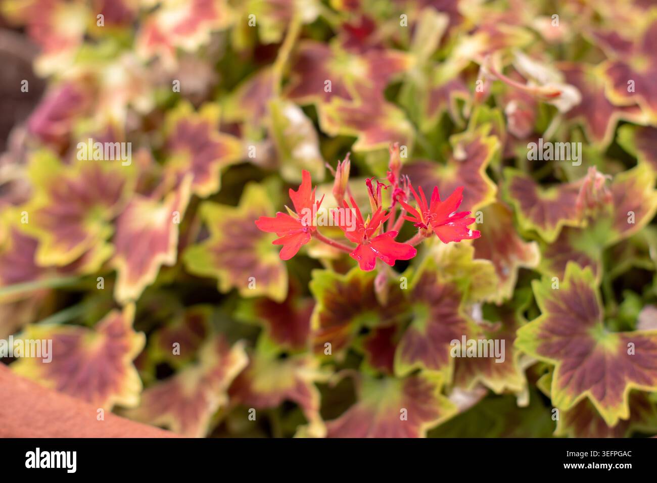 Pelargonium oder Geranie mit gezacktem Palmatenlaub mit Bronzekurven und Chartreuse-Kanten, im Kontrast zu einer leuchtenden, sternförmigen orangefarbenen Blume Stockfoto