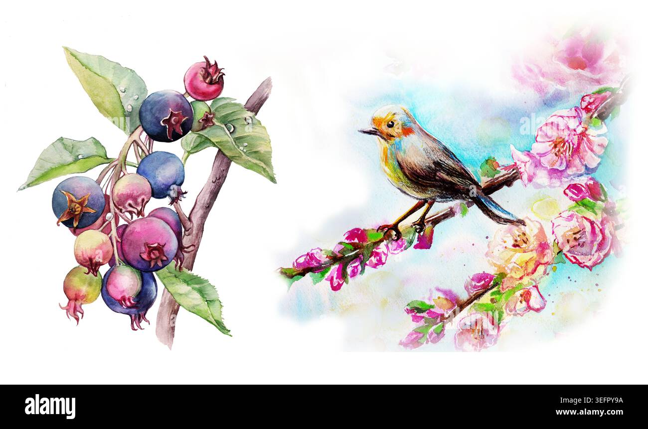 Handgemaltes botanisches Illustrationsset mit einem kleinen Vogel auf einem blühenden Alpenrosenzweig und einem Zweig mit Reifen Waldbeeren, isoliert Stockfoto