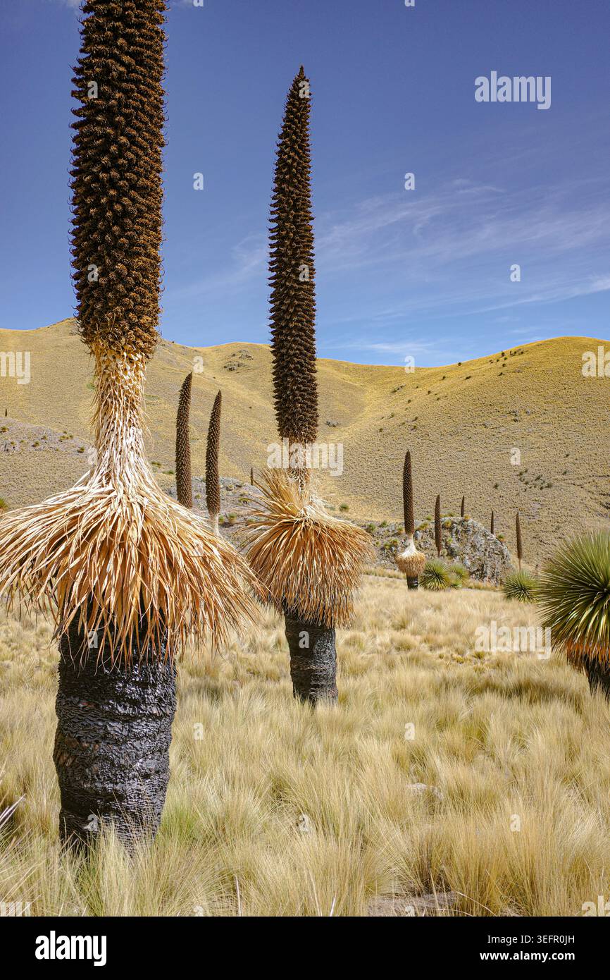 Puno, Peru - Puya raimondii (Königin der Anden) Bromelien in den Anden Stockfoto