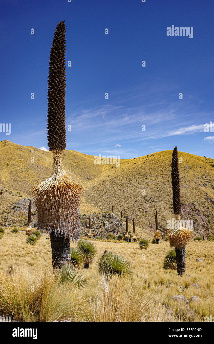 Puno, Peru - Puya raimondii (Königin der Anden) Bromelien in den Anden Stockfoto