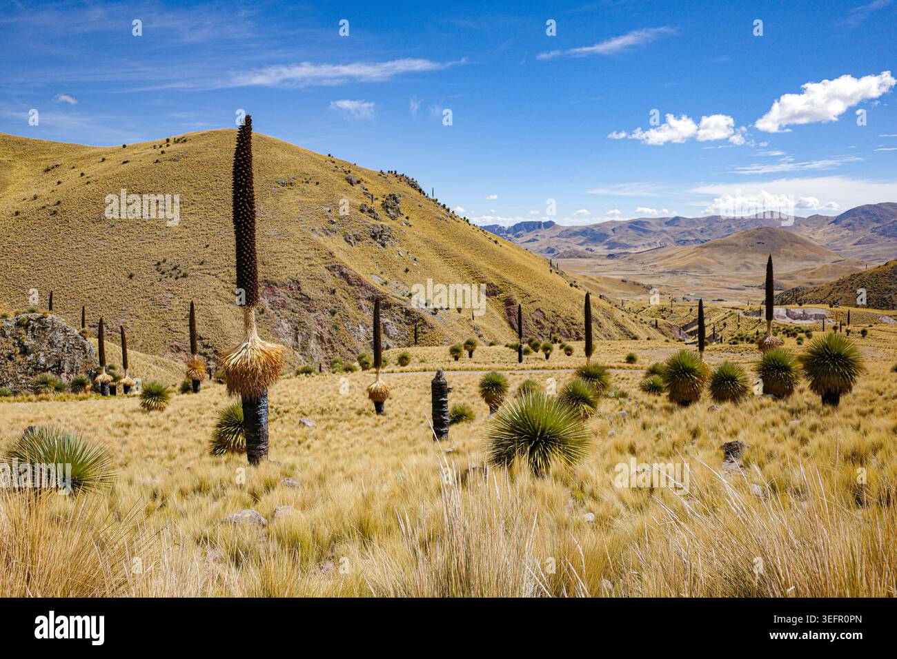 Puno, Peru - Puya raimondii (Königin der Anden) Bromelien in den Anden Stockfoto