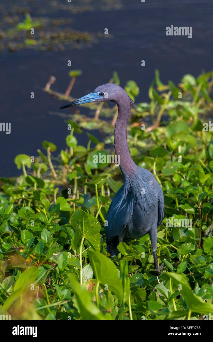 Nahaufnahme eines kleinen blauen Reihers im Orlando Feuchtgebiet Stockfoto
