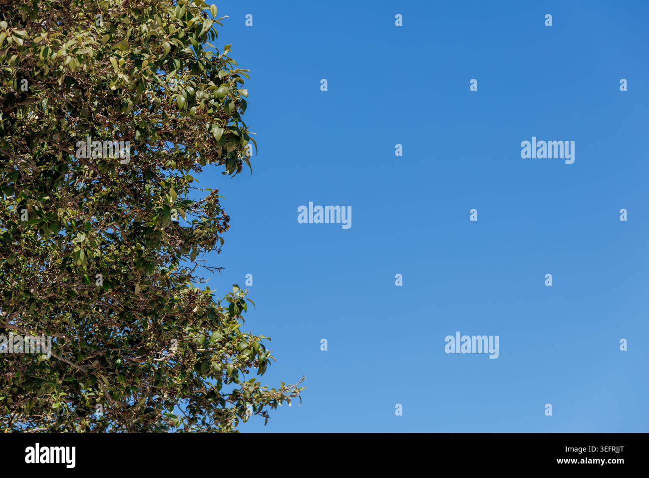 Natur: Baum links mit blauem Himmel und Textur im Kopierraum. Stockfoto