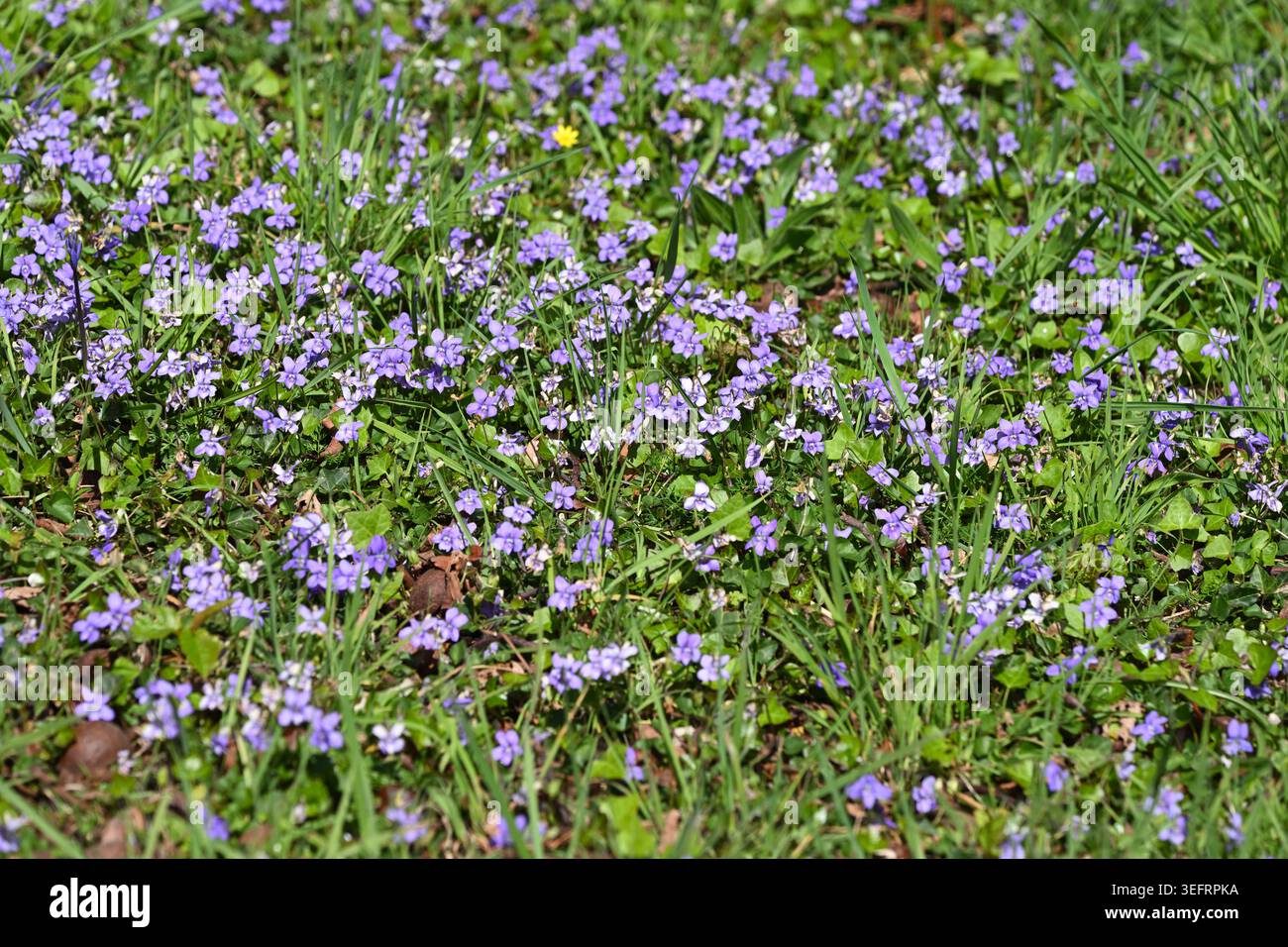 Frühling Wildblumenmäuse, mit Viola riviniana, wilde Veilchen UK April Stockfoto