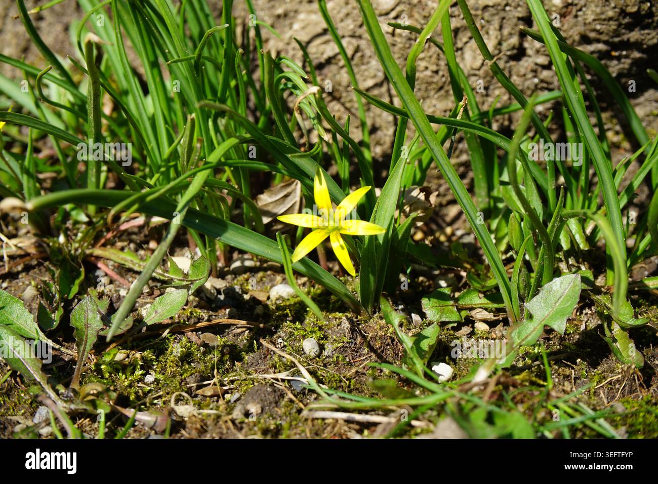 Feder Stockfoto