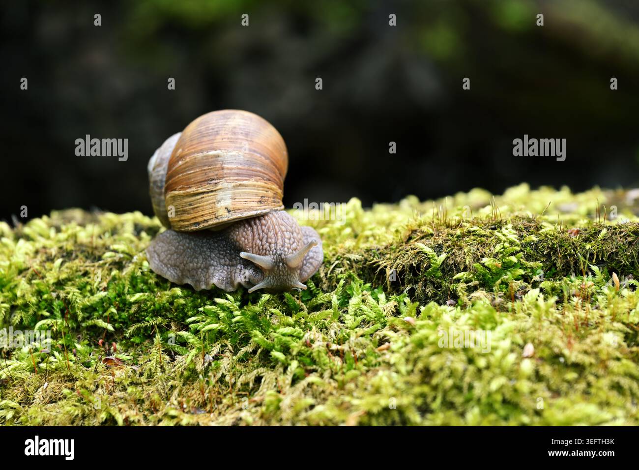 Römische Schnecke Helix pomatia krabbelt auf grünem Moos in Forest Macro aus nächster Nähe Stockfoto