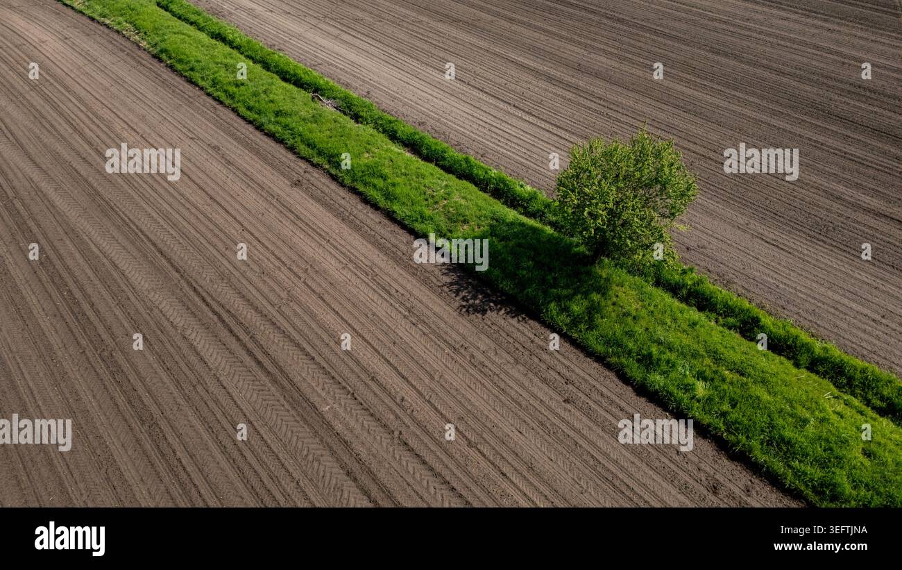 Eine hochwinklige Drohnenaufnahme, die einen diagonalen grünen Grasrücken mit einem einzelnen, leuchtend grünen Baum in frisch gepflügtem fels einfängt Stockfoto