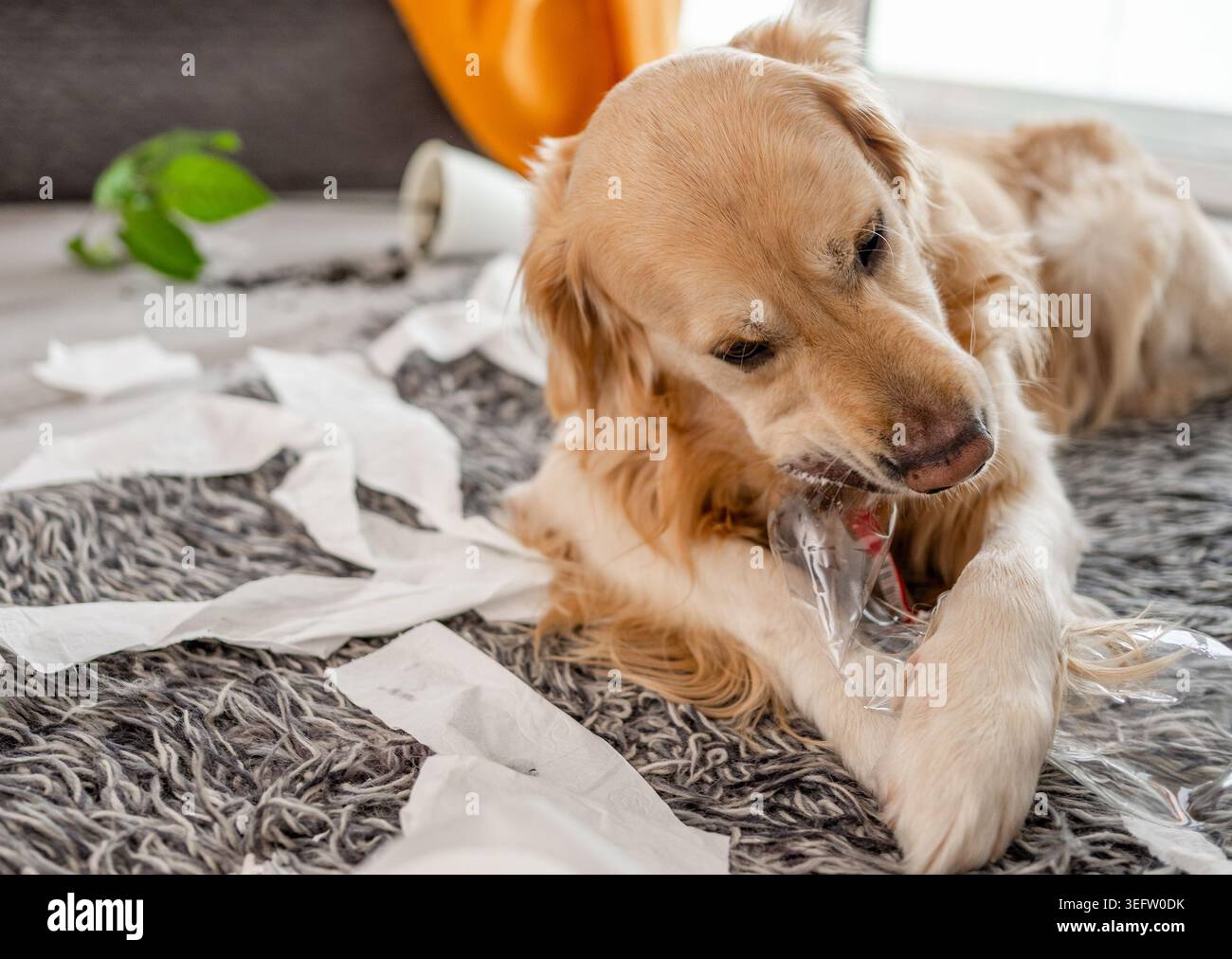 Golden Retriever macht zu Hause Ein Chaos, indem er Toilettenpapier zerstreut und Eine Pflanze umschlägt Stockfoto