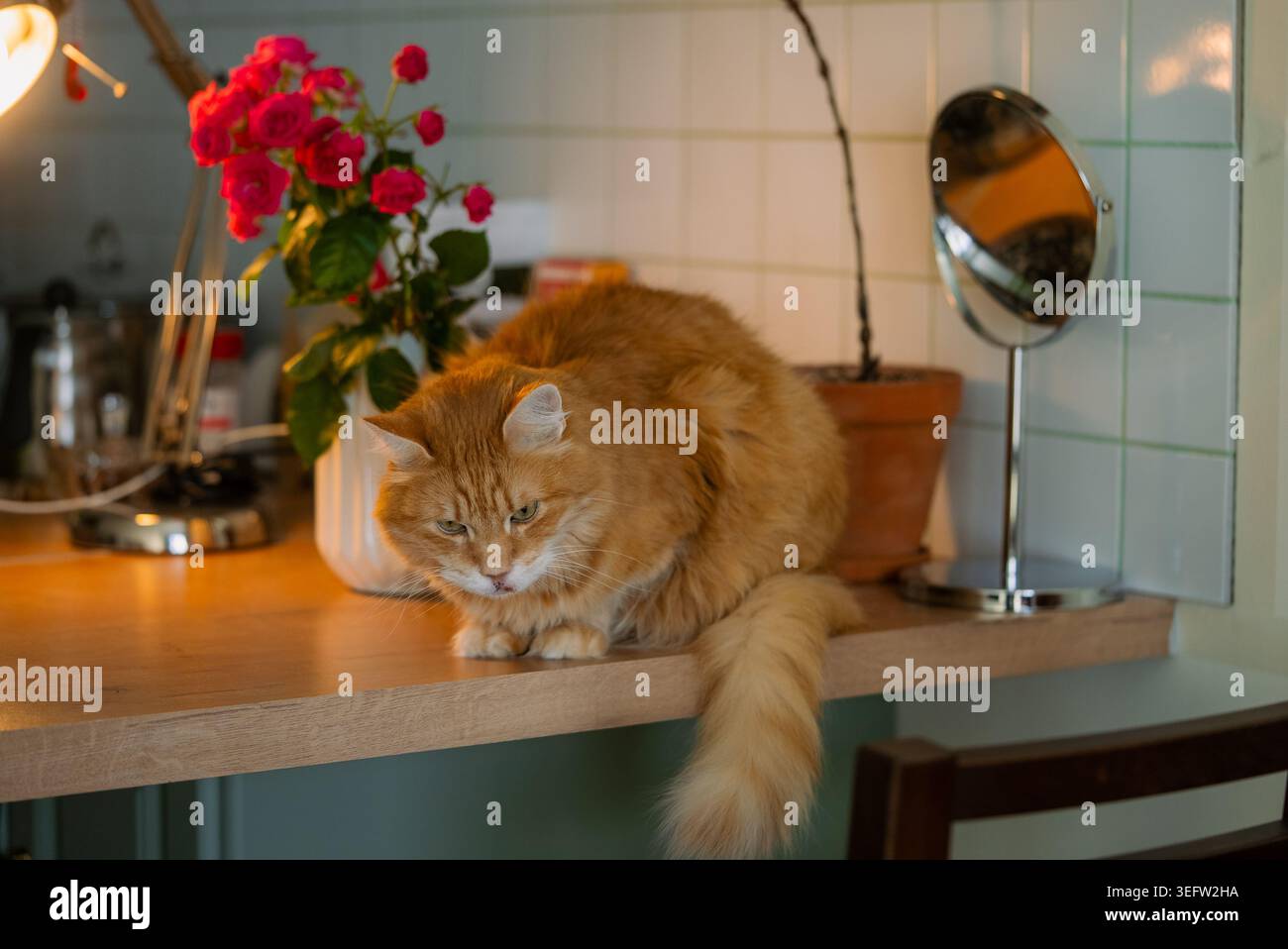 Flauschige Ingwerkatze, die auf einer hölzernen Küchenarbeitsfläche sitzt und mit neugierigem Ausdruck nach unten blickt, neben rosa Blumen in einer weißen Vase und einem kleinen Spiegel Stockfoto