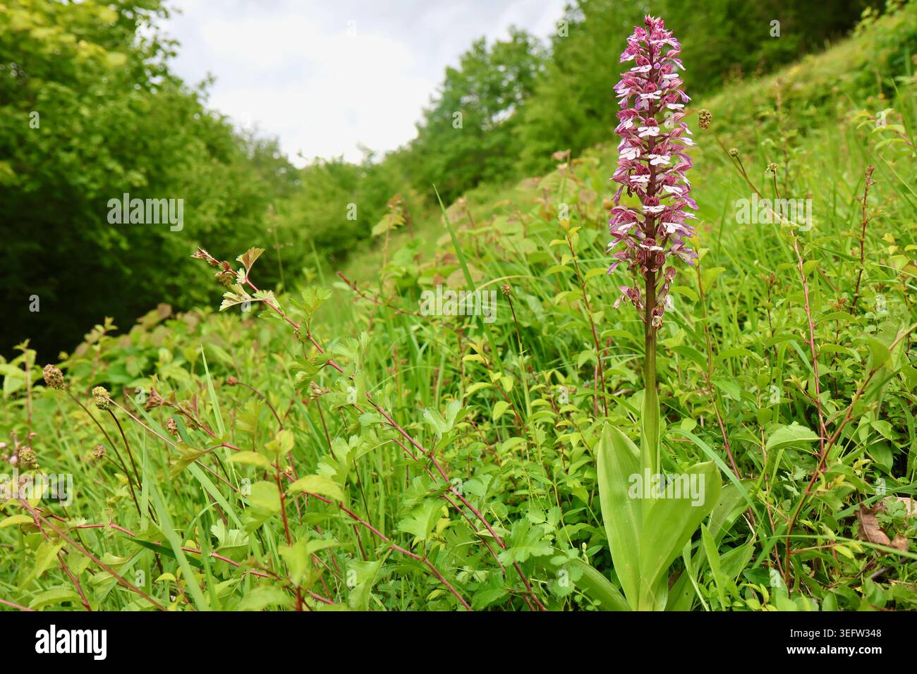 Eine einzelne Blütespitze der verbrannten Orchidee (Neotinea ustulata, syn. Orchis ustulata), die sich über einem Kalkgras in Val-d’Oise, Frankreich, erhebt Stockfoto