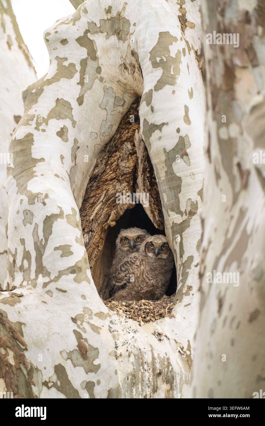 Große gehörnte Eulen im Baumhöhlen-Nest Stockfoto