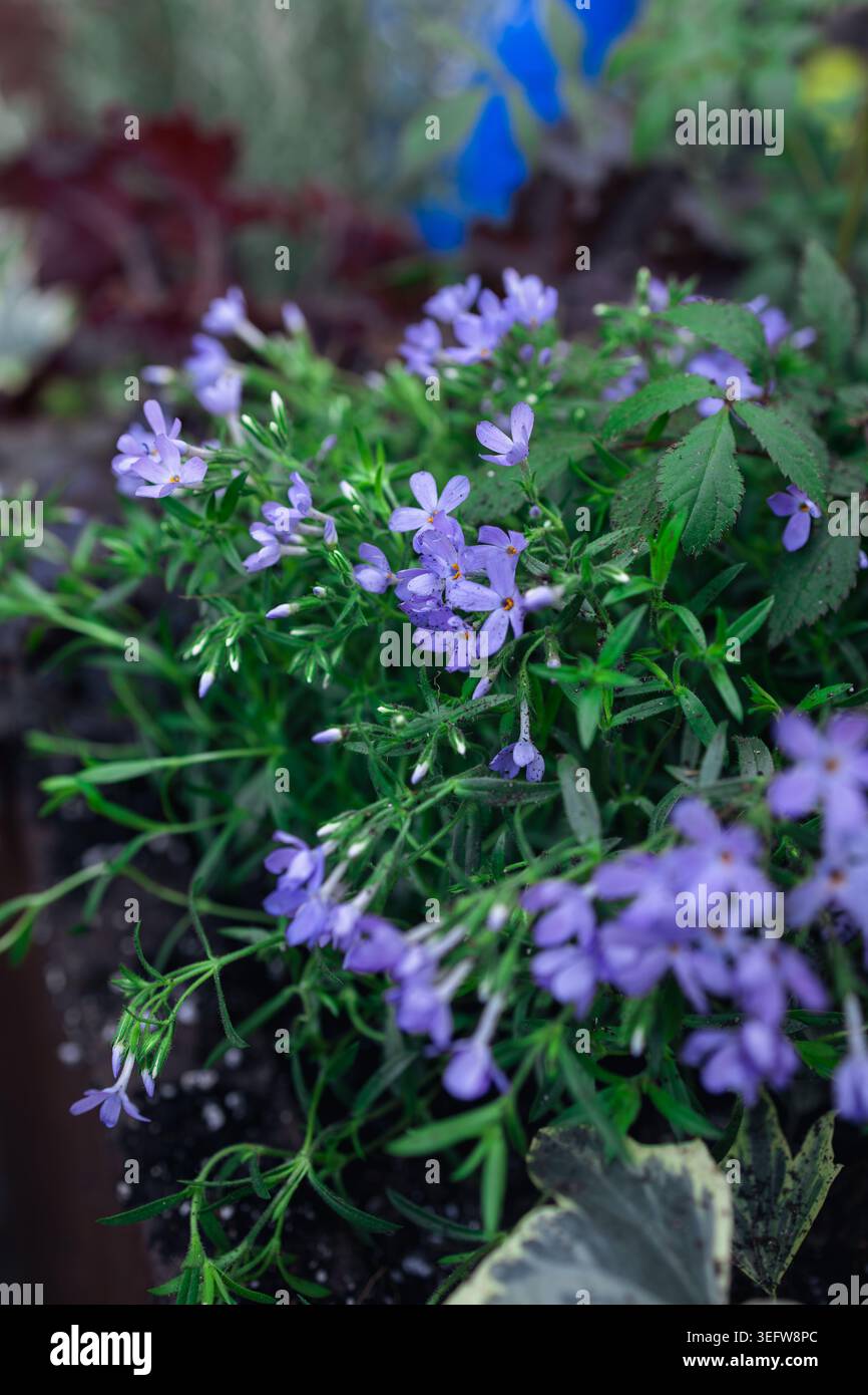 Kleine lila Blumen blühen in einem Garten mit vielen grünen Blättern. Die Pflanzen gedeihen in dieser natürlichen Umgebung und zeigen helle Farben unter Sonnenlicht. Stockfoto