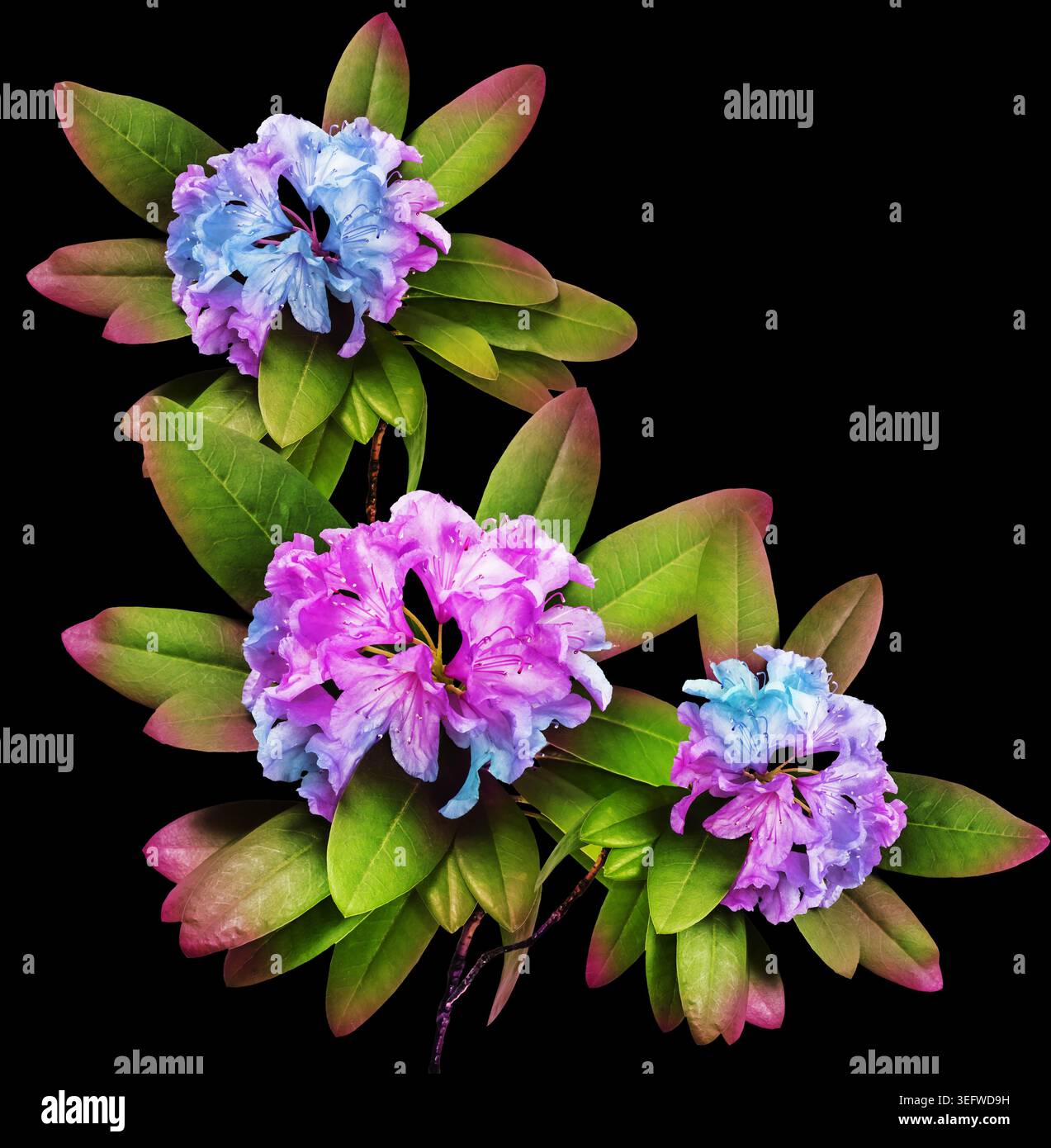 Realistische Rhododendron Blumenkränze, herzförmige Komposition und botanische Elemente isoliert auf weißem Hintergrund, romantische florale Clipart-Set Stockfoto