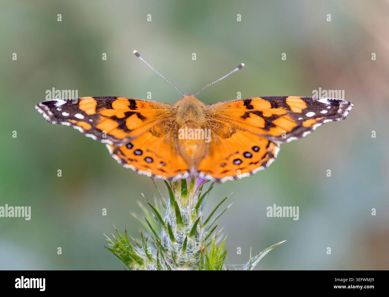 Ein lebendiger, bemalter Schmetterling liegt auf einer stacheligen Wildblumenknospe mit vollständig ausgebreiteten Flügeln und komplexen orangefarbenen, schwarzen und weißen Markierungen Stockfoto