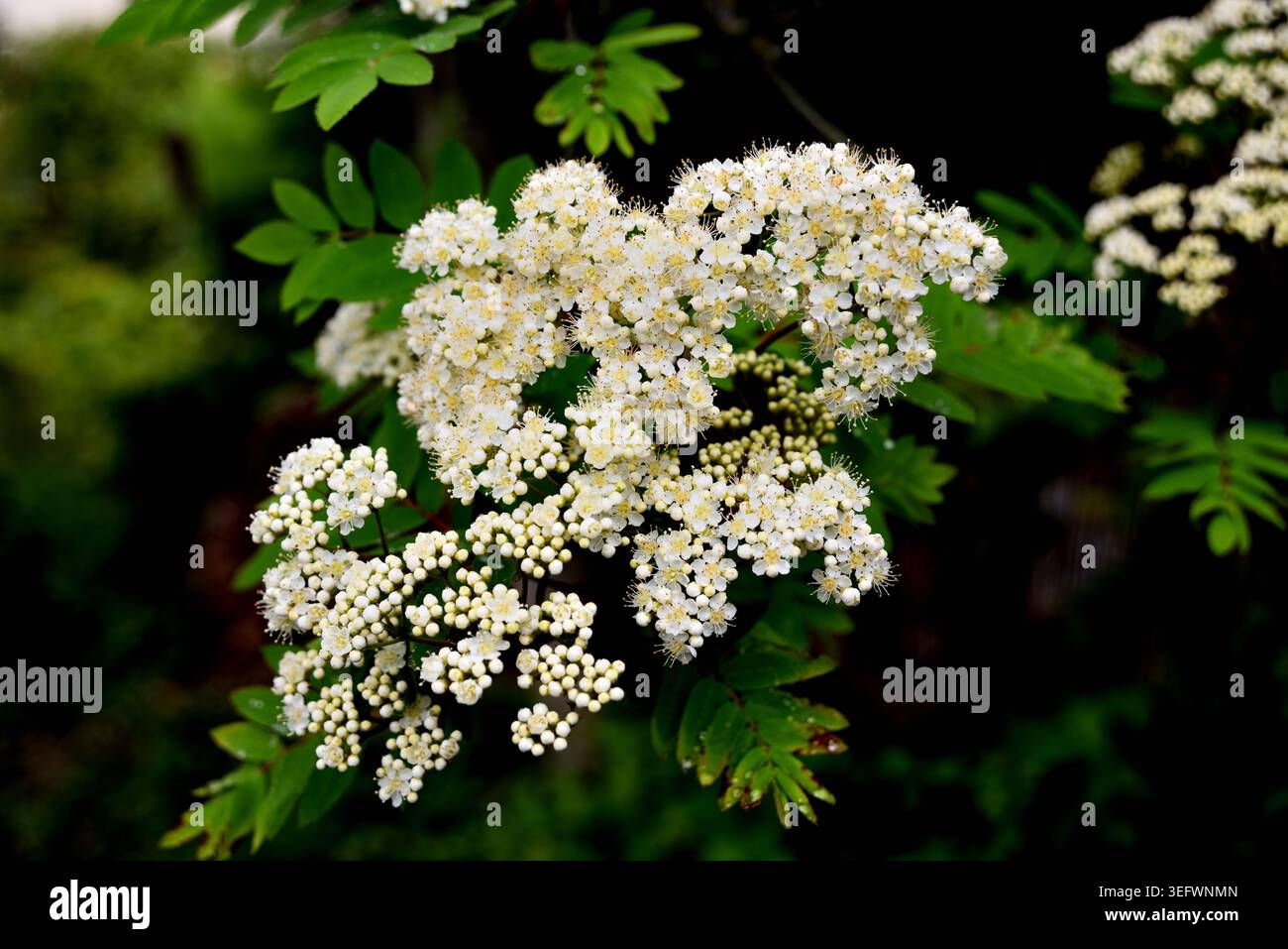 Rowan Flowers Stockfoto