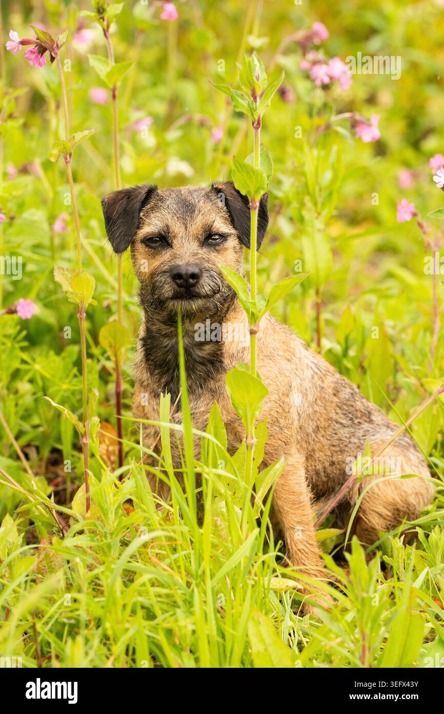 Border Terrier auf einem Hundegang Stockfoto