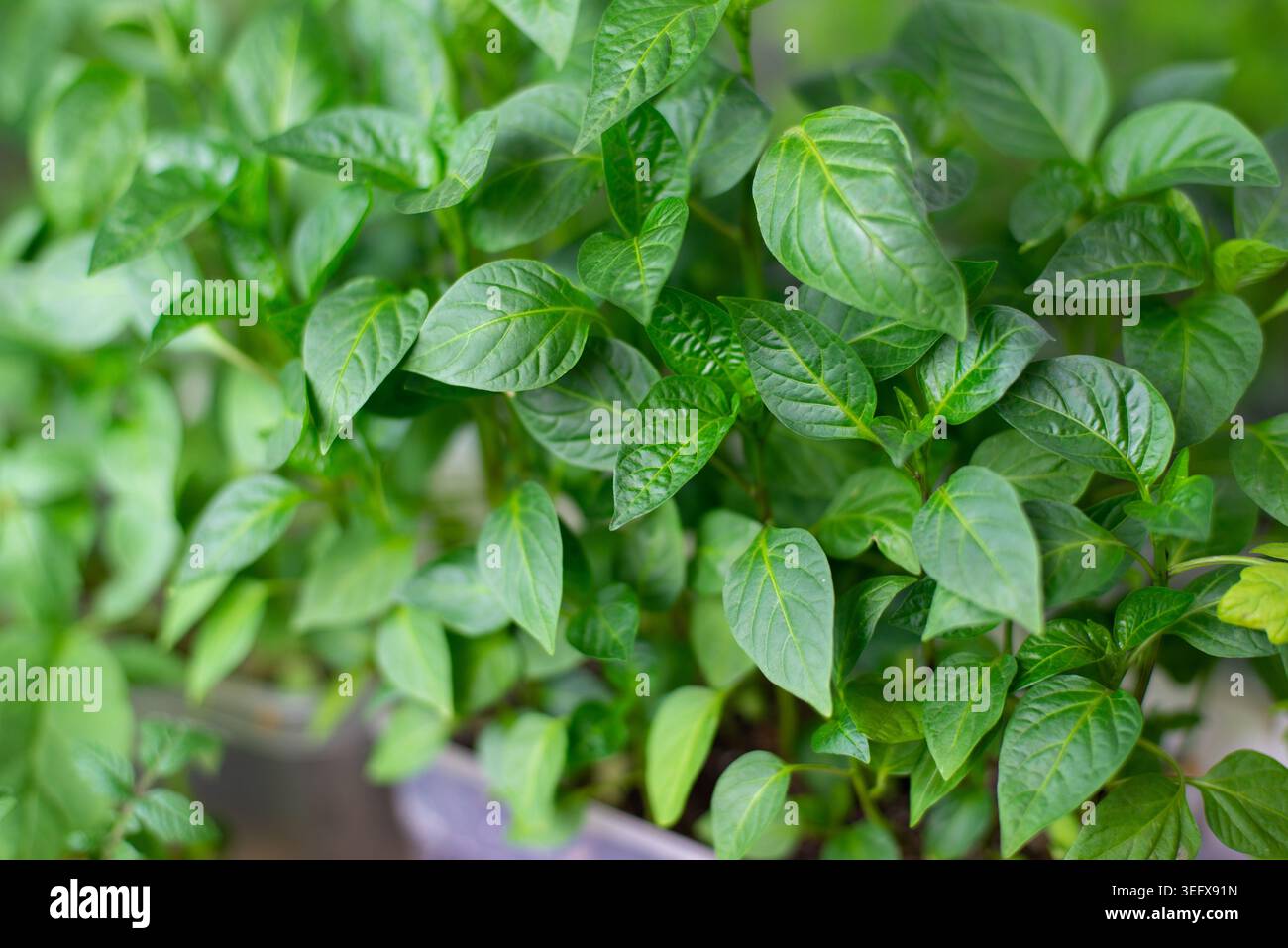 Üppig grüne Blätter gedeihen in einem Garten unter hellem Tageslicht in einem tropischen Gebiet. Pflanzen sind gesund und gepflegt. Das Wachstum ist reichlich und lebendig. Stockfoto
