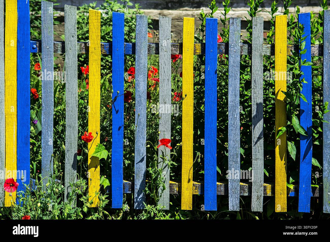 Pflückenzaun für Wohngebäude mit Mohnblume Stockfoto