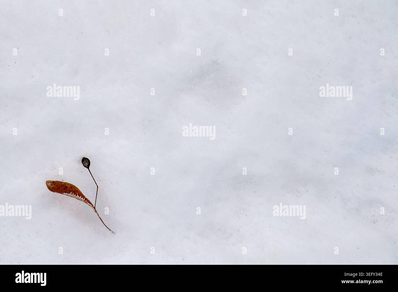Basswood Samen liegen auf dem weißen Schnee. Weißer Schnee mit Lindensamen als Hintergrund. Stockfoto