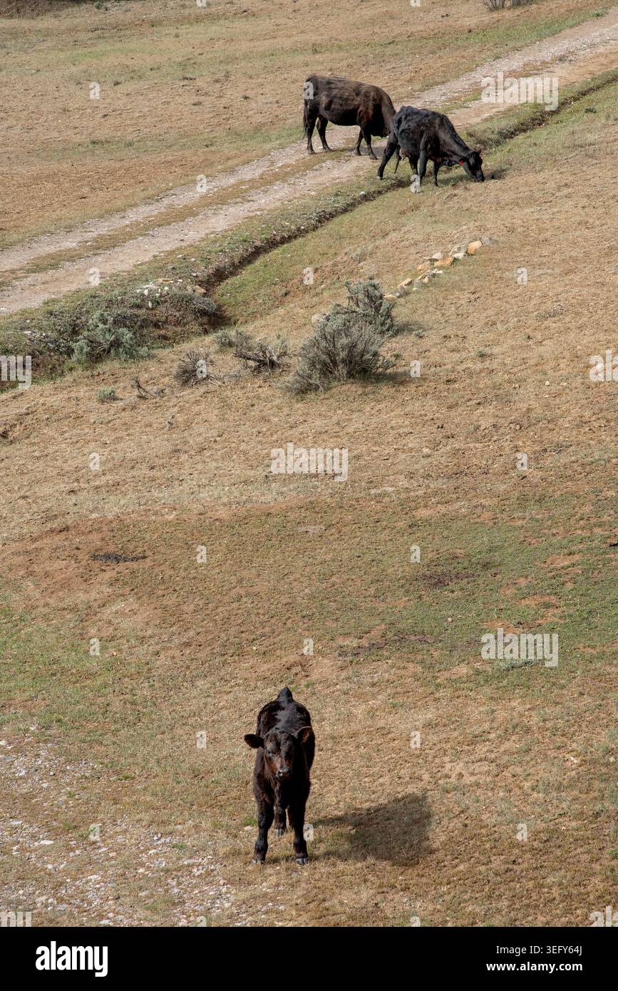 Schwarze Kühe aus Freilandhaltung essen karges Gras auf einer Ranch im amerikanischen Südwesten, Lumberton, New Mexico, USA. Stockfoto