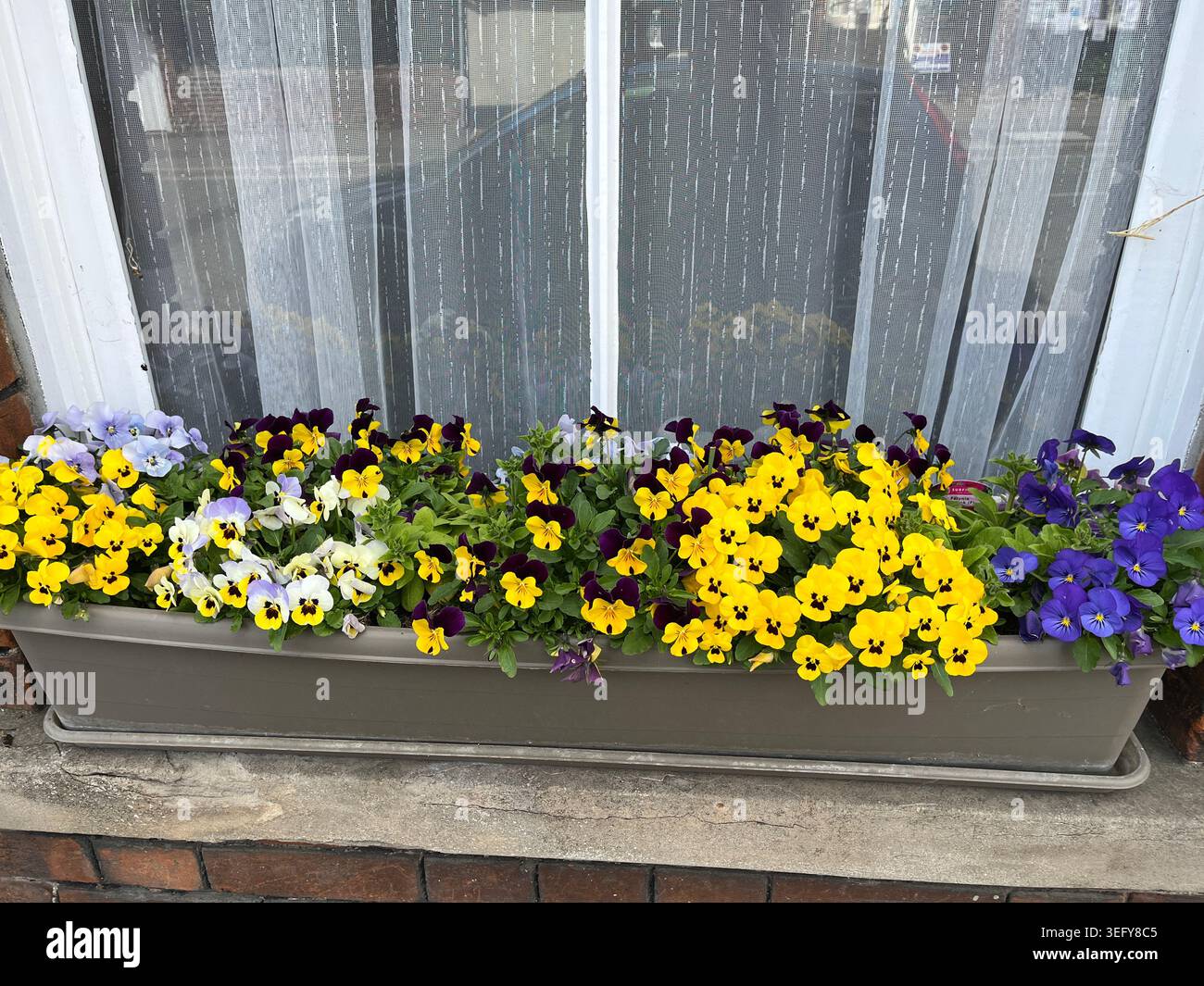 Helle Fensterbox mit gelbweißen und lila Stiefmütterchen in Blüte, Frühlingsbehälter-Gartenausstellung - Smartphone-aufgenommenes Stockfoto