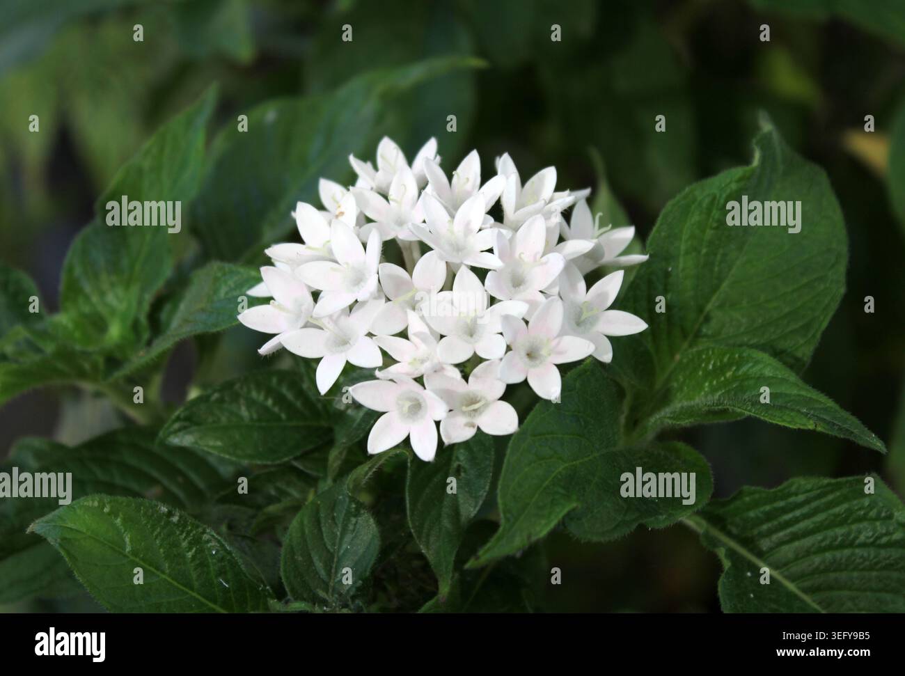 Kleine weiße pentas-Blüten, die wunderschön zwischen dunkelgrünen Blättern blühen Stockfoto