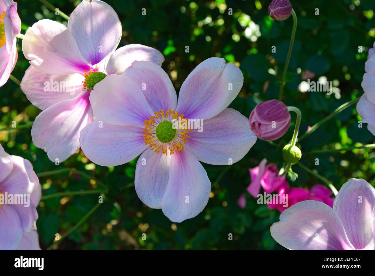 Rosen in Blüte, Alister Clark Rose Garden, Bulla, Victoria, Australien Stockfoto