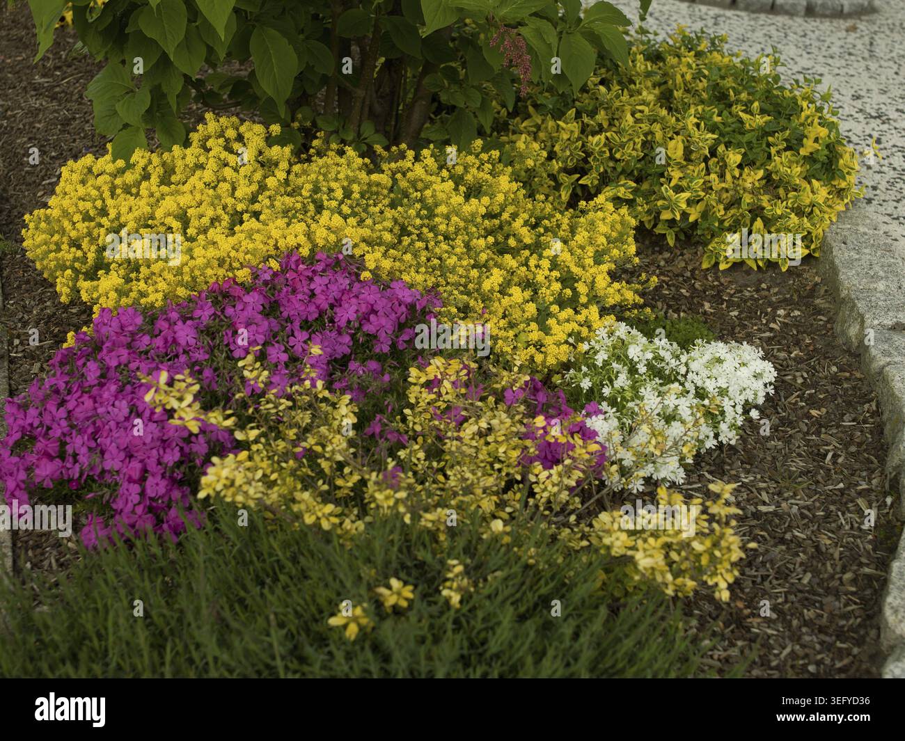 Steinphlox (Aurinia saxatilis), üppige, gelbe Blüten im Frühjahr, gemischt mit Kissenphlox (Phlox subulata oder Phlox douglasii), Teppichflamme, grob Stockfoto