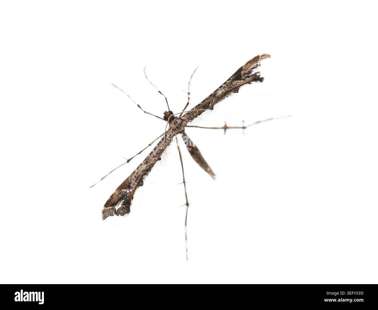 Amblyptilia punctidactyla Plume Moth isoliert auf weißem Hintergrund Stockfoto