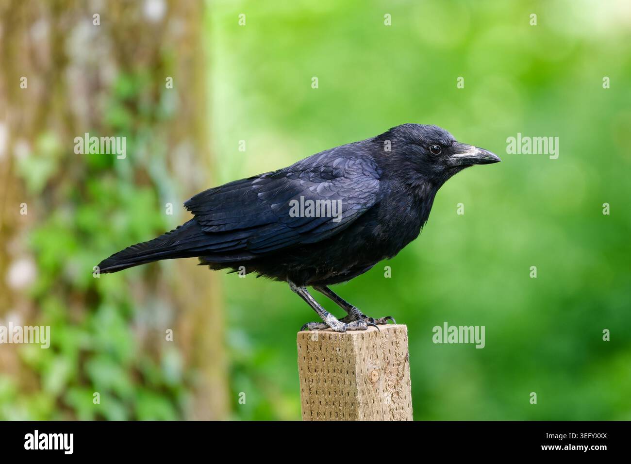Eine Aaskrähe (Corvus corone) sitzt im späten Frühling in England, UK, auf einem Pfosten. Stockfoto