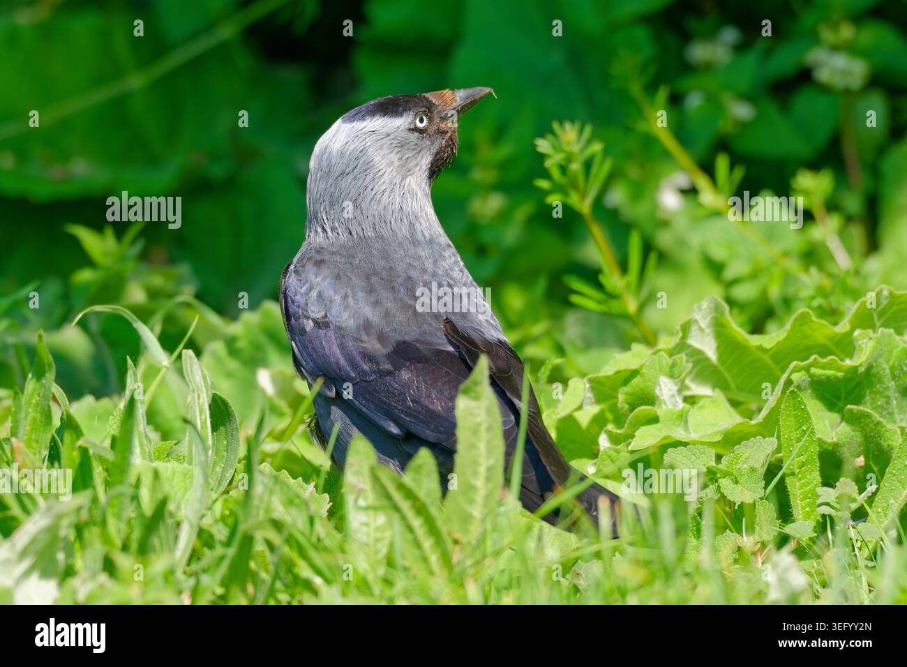 Erwachsener Jackdaw (Corvus monedula), der auf Gras steht und sich umsieht, im Frühjahr, Südengland, Großbritannien. Stockfoto