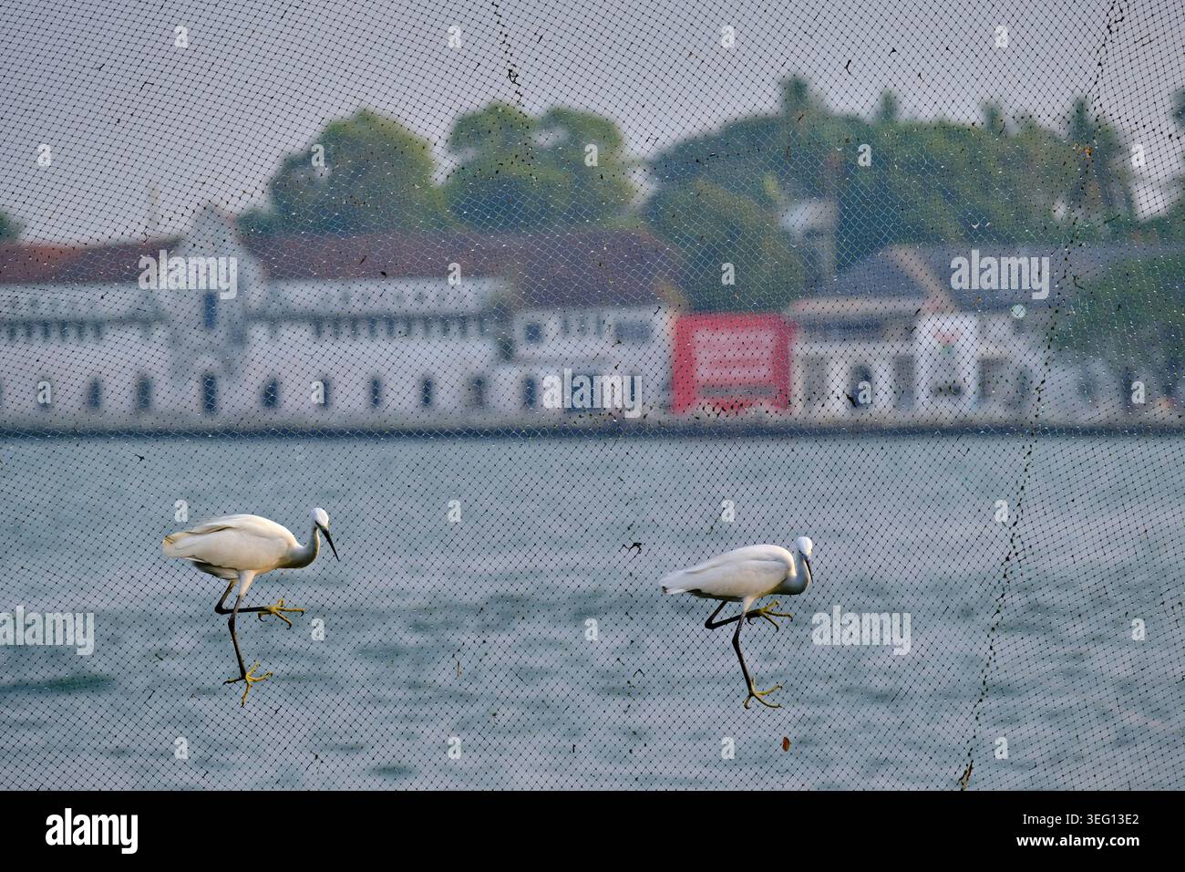 Indien, Kerala State, Fort cochin oder Kochi, chinesische Fischernetze, die im 14. Und 15. Jahrhundert von chinesischen Händlern importiert wurden Stockfoto