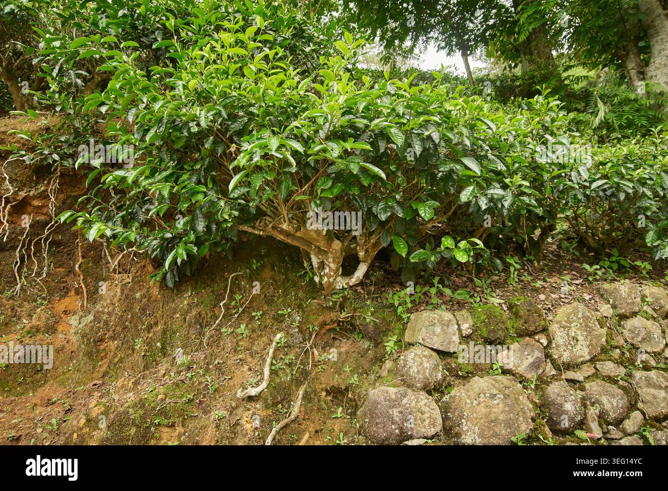 Dicker Holzstiel und freiliegende Wurzeln von Teebausch, Felsen und Steinmauer, Seitenwinkel, Teeanbaukonzept mit Kopierraum Stockfoto
