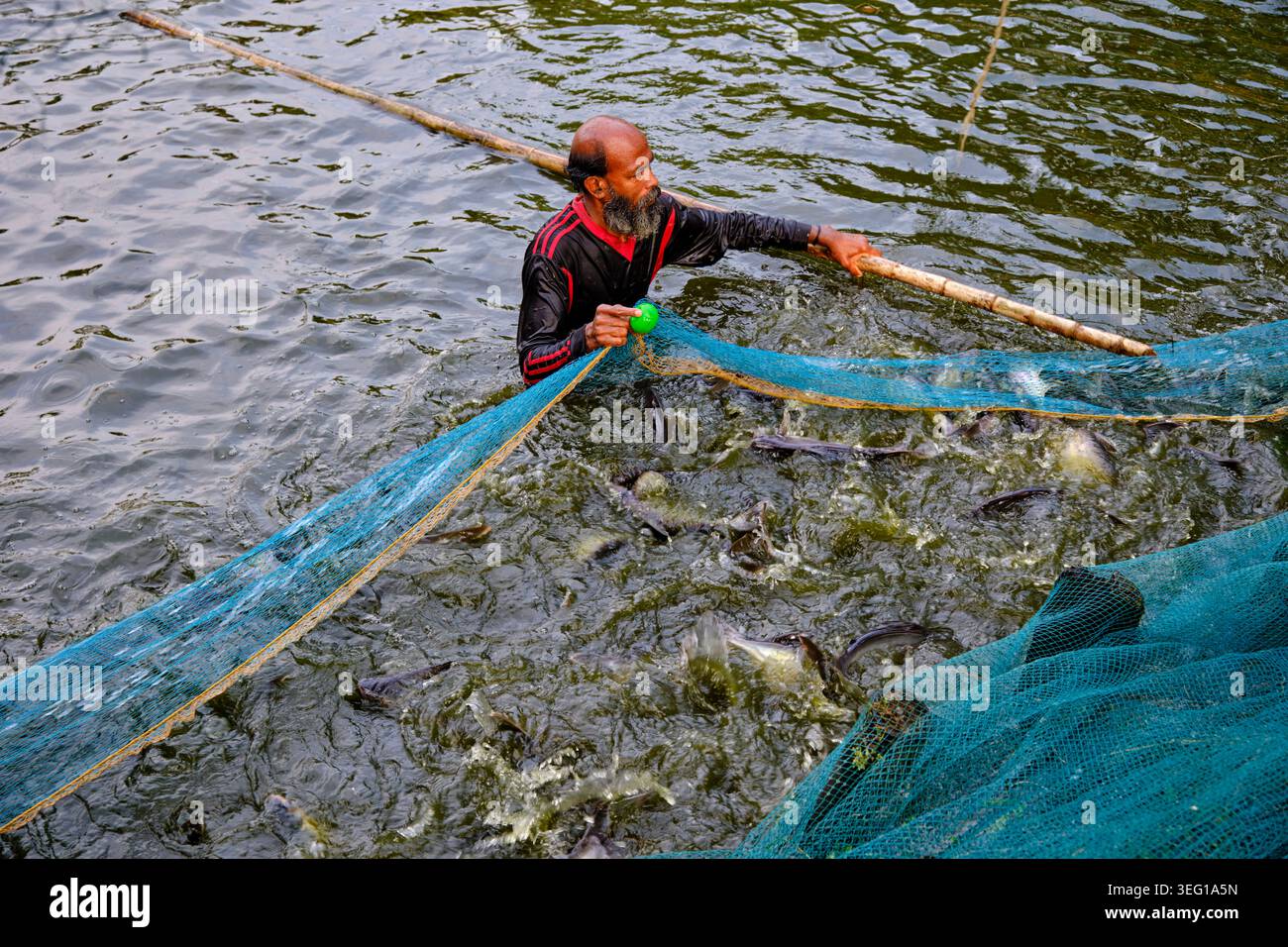 Indien, Kerala State, Alleppey, Flussleben auf den Nebengewässern, Fischfarm Stockfoto