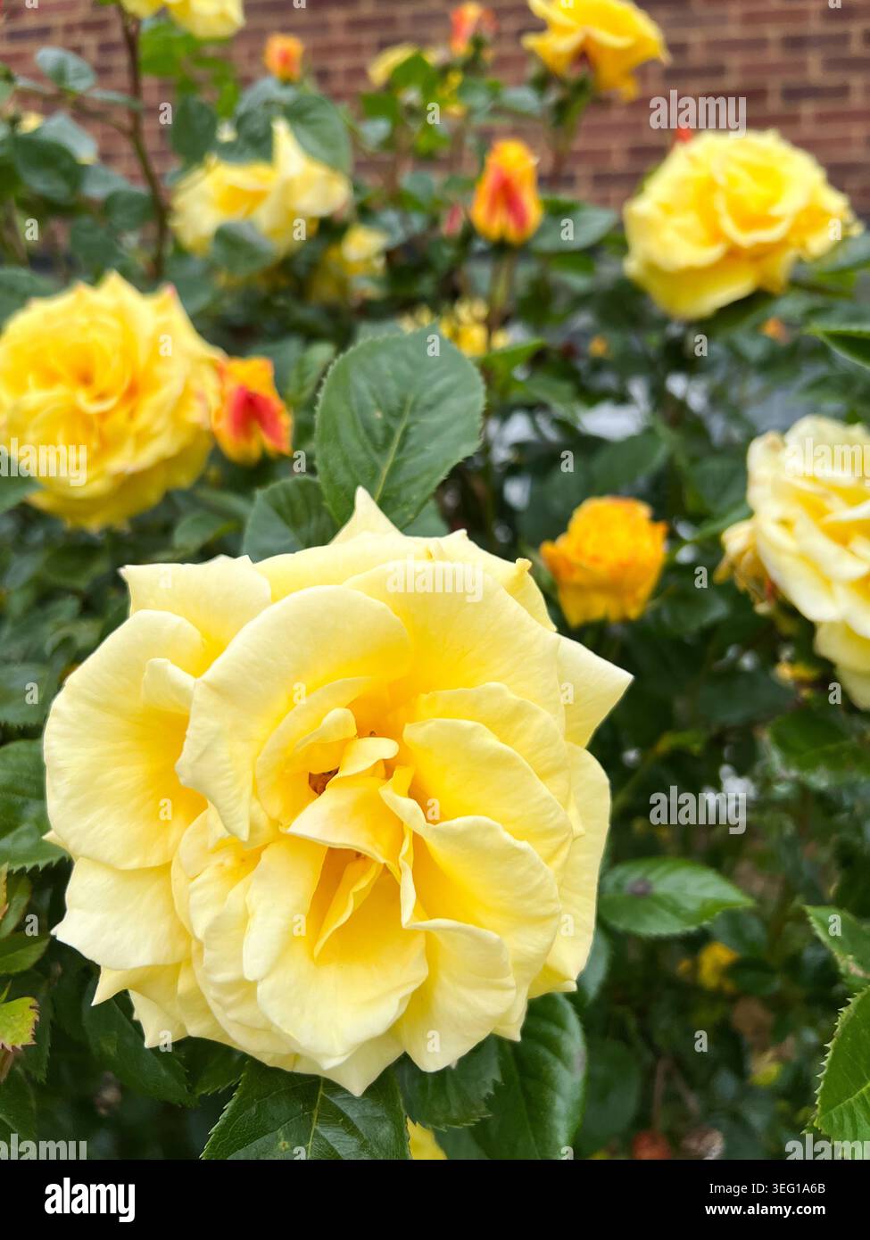 In der Nähe der gelb-rosa Blüten - Smartphone-aufgenommenes Stockfoto