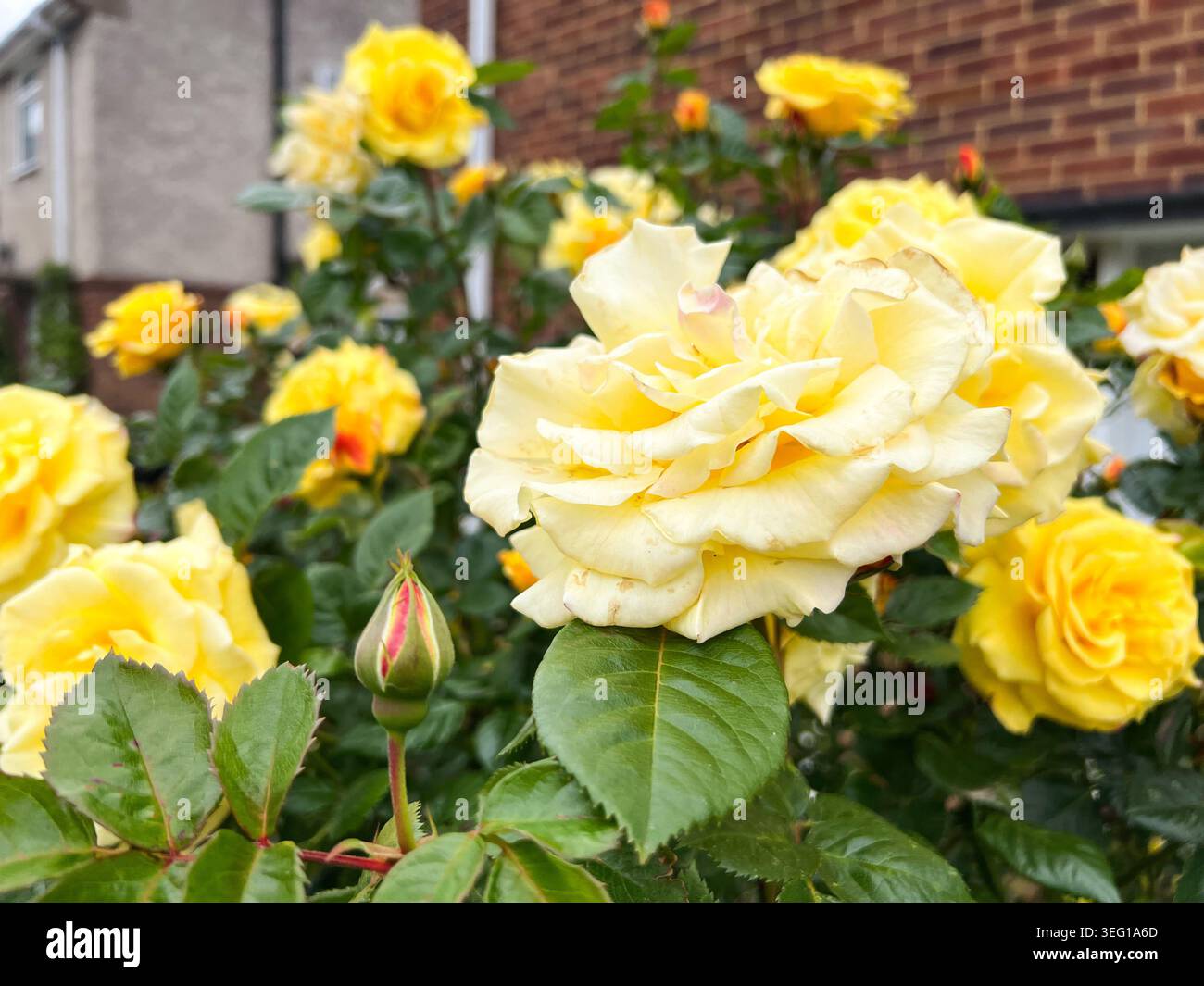 In der Nähe der gelb-rosa Blüten - Smartphone-aufgenommenes Stockfoto