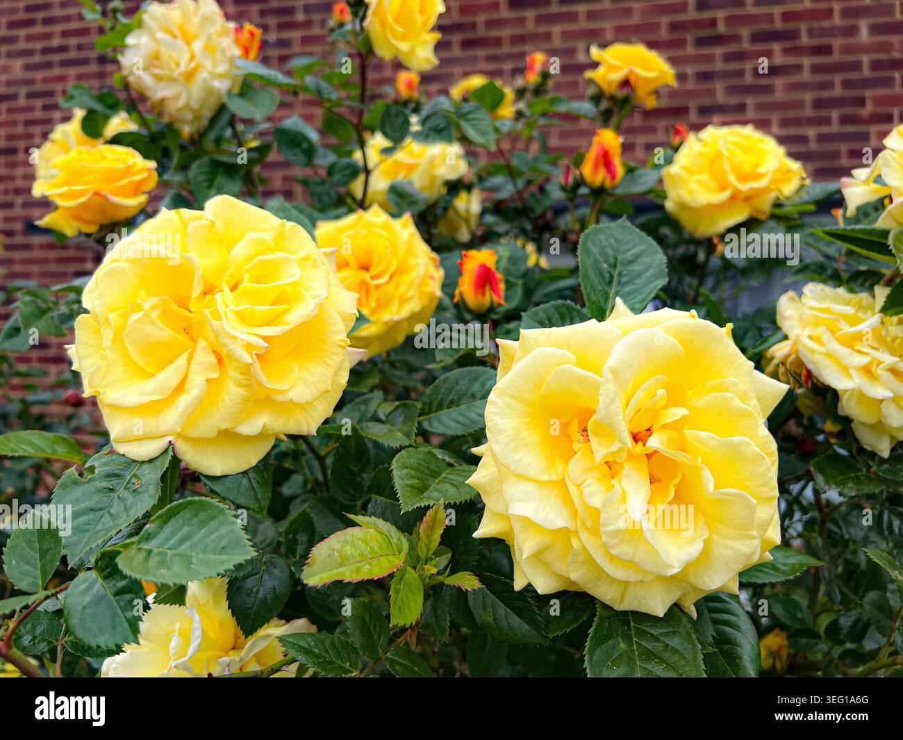 In der Nähe der gelb-rosa Blüten - Smartphone-aufgenommenes Stockfoto