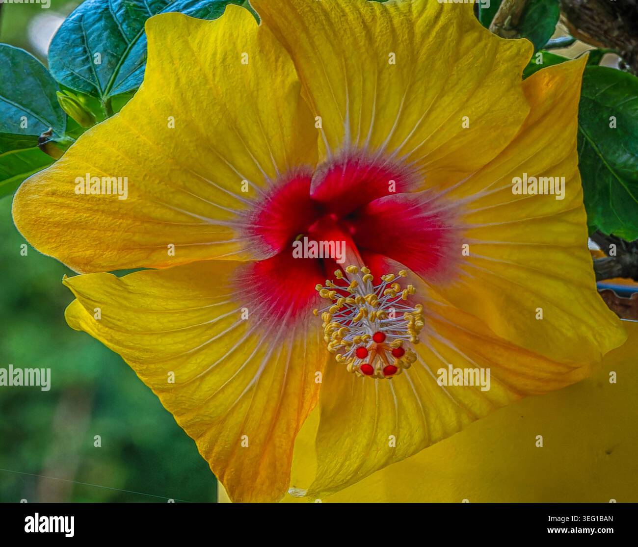 Eine leuchtend gelbe Hibiskuspflanze in Blüte Stockfoto