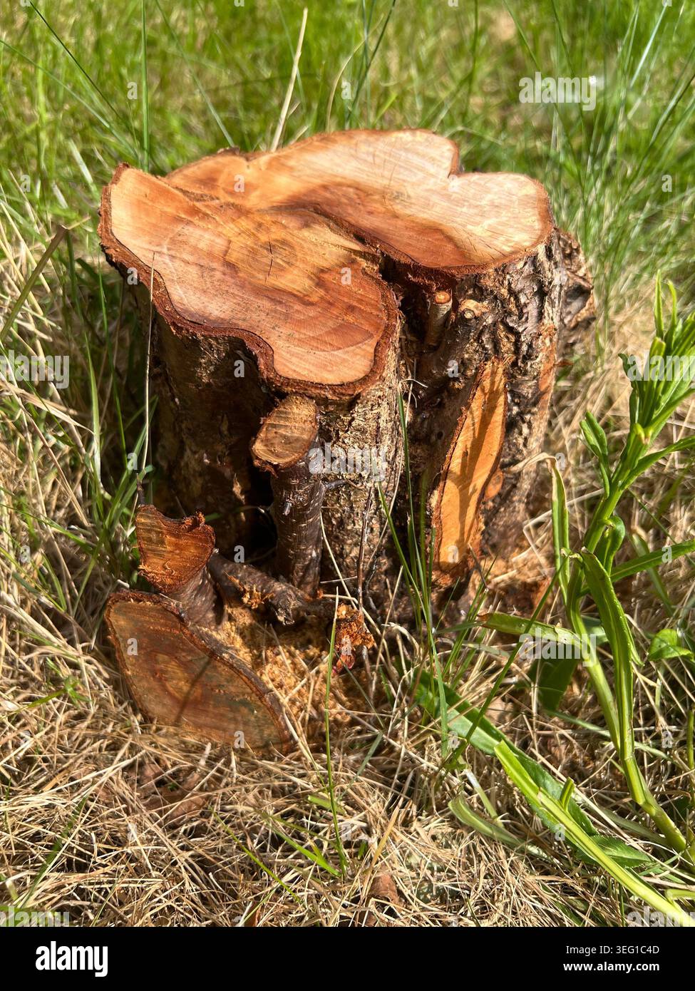 Ein Baumstumpf, der von einem kleinen Baum zurückgelassen wurde, der gefällt wurde. - Smartphone-aufgenommenes Stockfoto