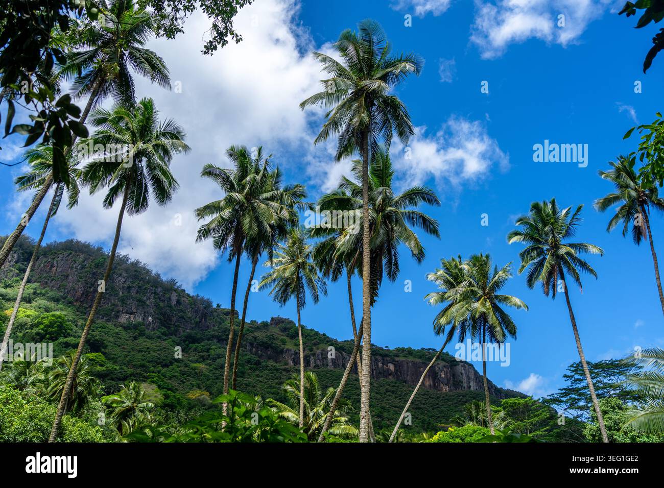 Ein üppiger Dschungelpfad durch das Hakaui-Tal, Nuku Hiva, die Marquesas-Inseln und Französisch-Polynesien. Majestätische Basaltklippen und dichte Vegetation umgeben die Tra Stockfoto
