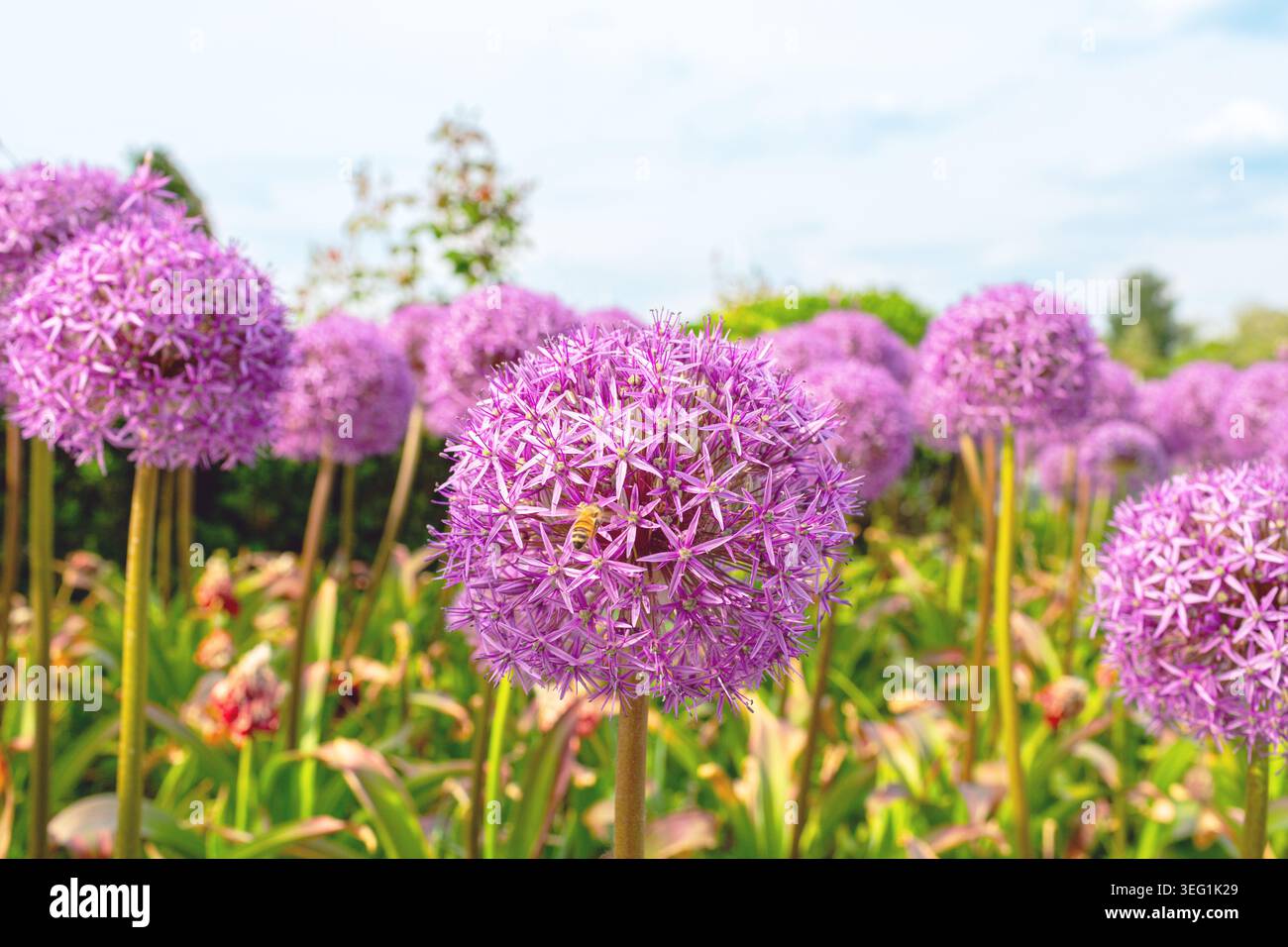 Violettes allium, Zierzwiebeln, „Globemaster“ in Blüte, kugelförmiger violetter Blütenstrauch für den Garten Stockfoto