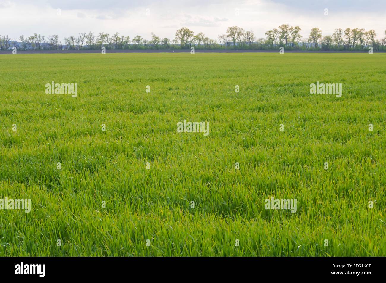 Landwirtschaftlich genutztes Feld mit Winterweizenkulturen, das von Frühjahrsfrost und Kälte in der Landschaft betroffen ist. Stockfoto