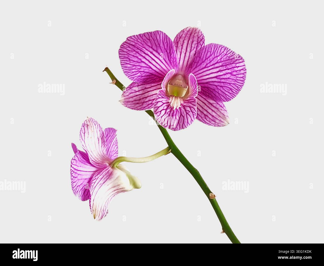 Ein rosafarbener Dendrobium Burana Stripe, eine hybride Form von Orchideenblüten, auf weißem Hintergrund Stockfoto