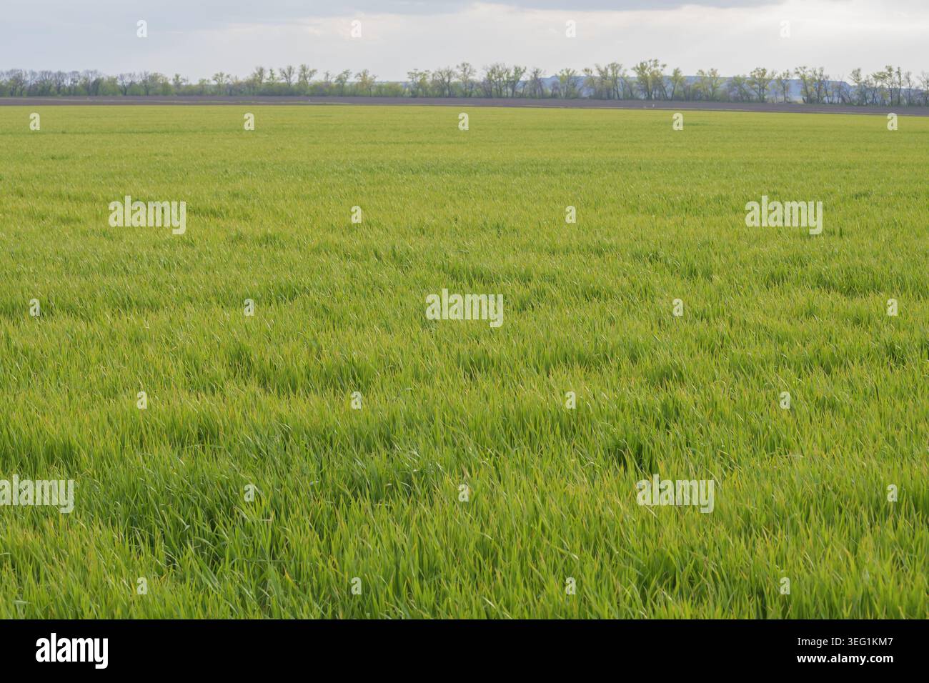 Landwirtschaftlich genutztes Feld mit Winterweizenkulturen, das von Frühjahrsfrost und Kälte in der Landschaft betroffen ist. Stockfoto