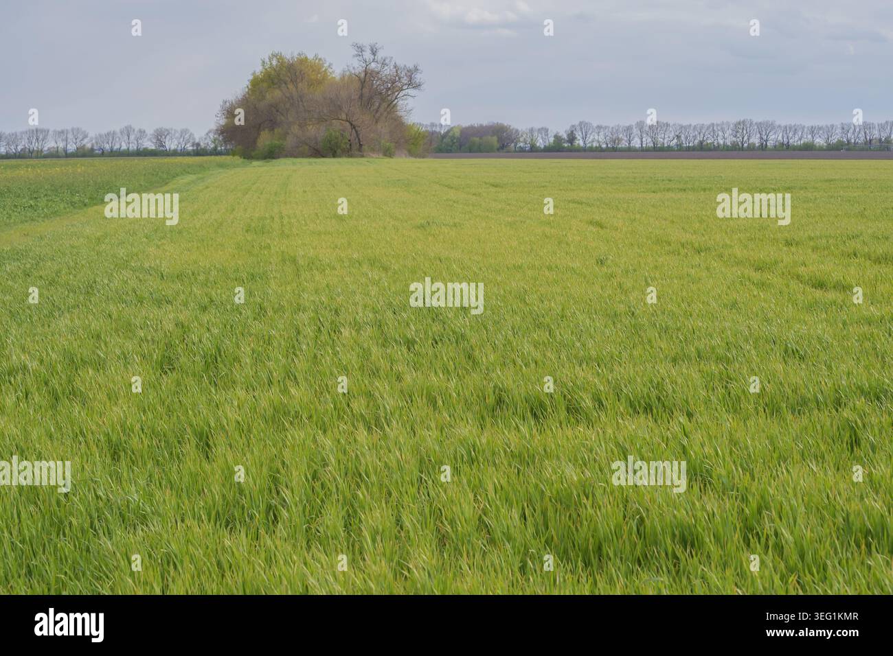 Landwirtschaftlich genutztes Feld mit Winterweizenkulturen, das von Frühjahrsfrost und Kälte in der Landschaft betroffen ist. Stockfoto