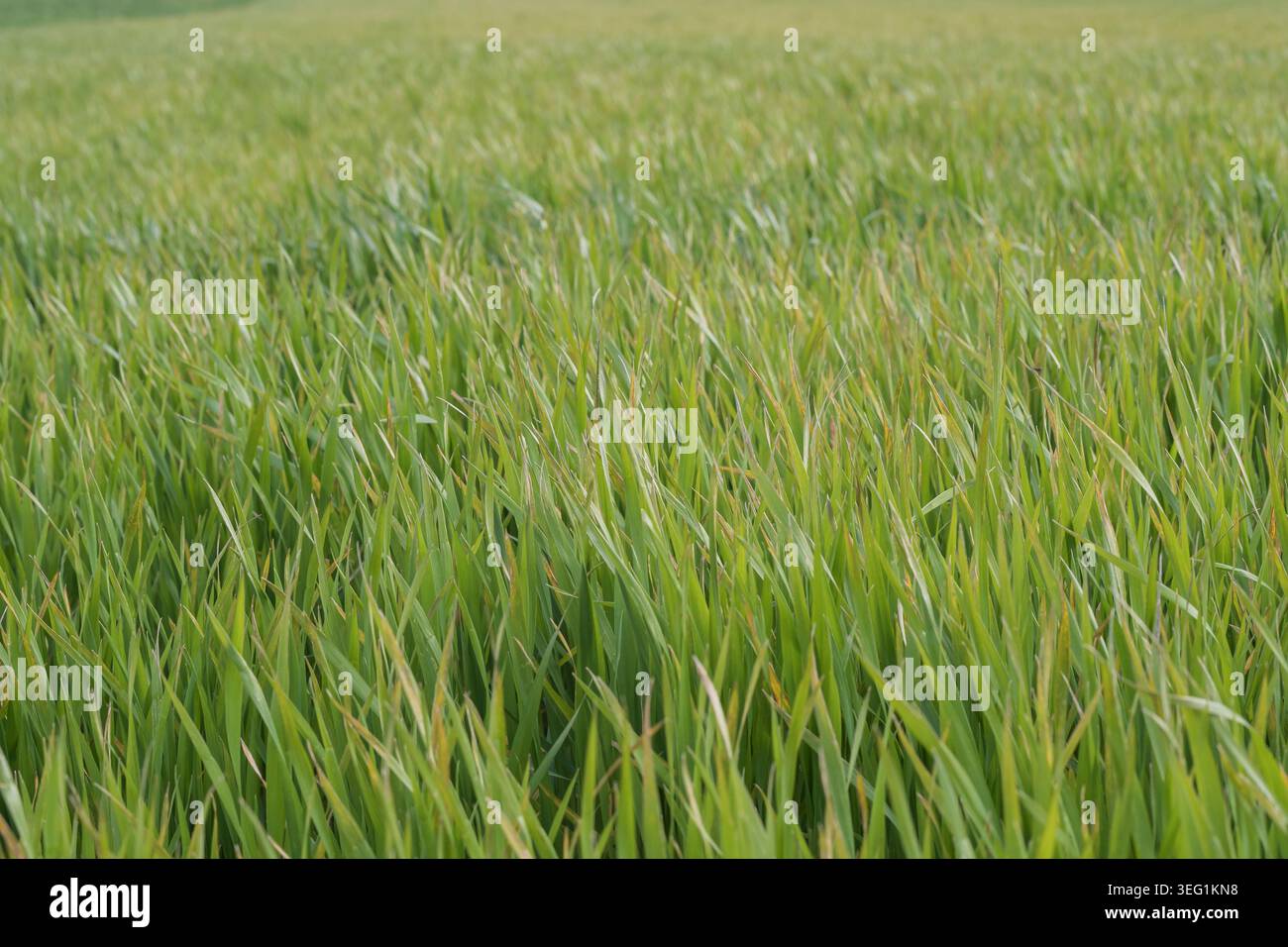 Landwirtschaftlich genutzte Winterweizenkulturen, die durch Frühjahrsfrost und Kälte im ländlichen Raum betroffen sind. Stockfoto