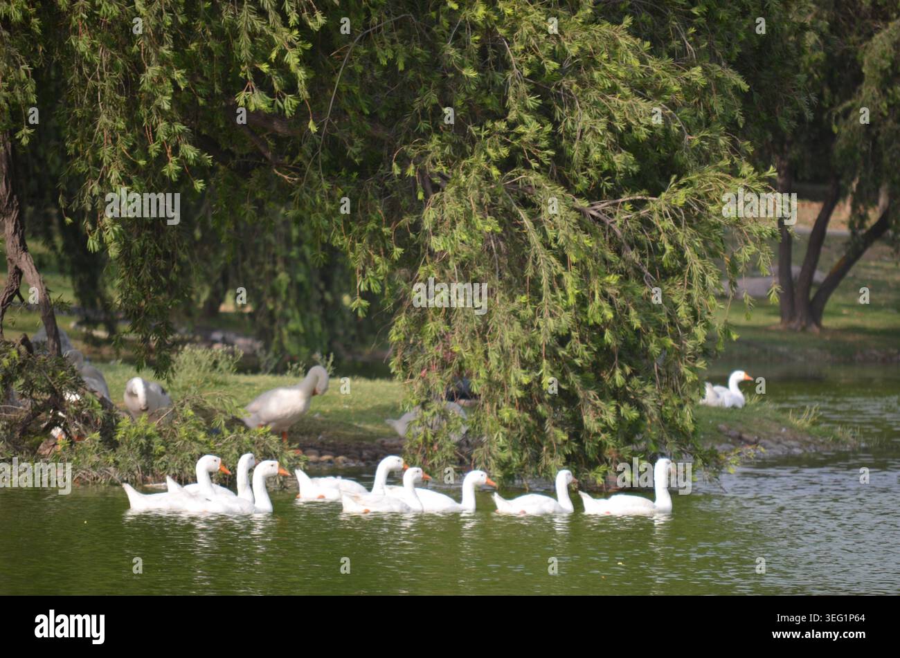 Weißer Schwan, der durch die friedlichen Gewässer von Rajghat gleitet. Stockfoto